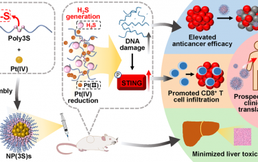 ACS Nano：含三硫键的可降解聚合物可通过递送Pt(IV)前药消耗GSH和提供H2S以增强化疗和抗肿瘤免疫