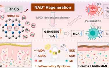 Nano Lett：可有效辅助NAD+补充的成对原子纳米酶用于促进皮肤再生
