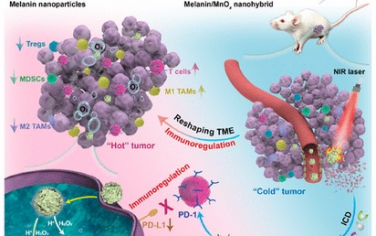 ACS Nano：黑色素免疫调节剂纳米杂化体可强化抗肿瘤免疫反应