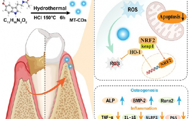ACS Nano：褪黑素衍生的碳点可通过Nrf2/HO‑1途径清除自由基以有效治疗牙周炎