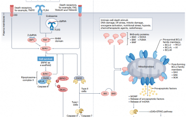Nat. Rev. Cancer：免疫原性细胞死亡通过靶向程序性坏死诱导抗肿瘤免疫