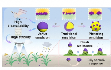ACS Nano：盐度驱动的生物两亲乳化剂界面自组装形成稳定的 Janus 核壳乳液以增强农用化学品的输送