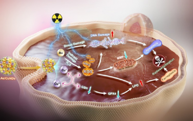 ACS Nano：活性氧“放大器”用于实现细胞凋亡-铁死亡介导的高效放疗增敏