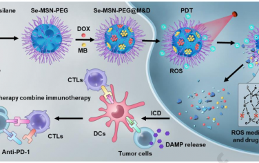 Biomaterials：红光触发的自毁型纳米颗粒用于级联放大化学-光动力治疗以增强抗肿瘤免疫