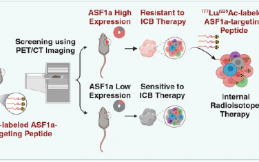 ACS Nano：放射性核素标记的抗沉默功能1a抑制肽用于肿瘤鉴定和个性化治疗