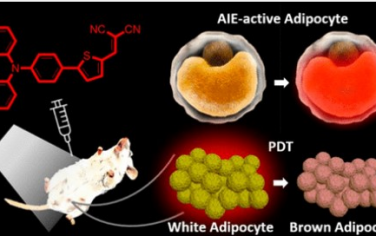 ACS Nano：脂肪细胞靶向光敏剂可通过光动力学脂质过氧化进行肥胖治疗