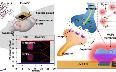 ACS Nano：集成金属有机框架的微型植入式荧光探针用于脑深部多巴胺传感