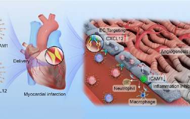 ACS Nano：靶向内皮的联合核酸递送系统用于治疗心肌梗死