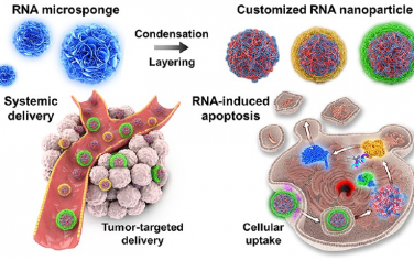 ACS Nano：纳米工程化聚合物RNA纳米颗粒用于实现解可控的生物分布和有效的癌症靶向治疗