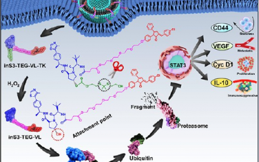 Nano Lett：降解STAT3的PROTAC前药可通过化学重编程癌症干细胞以促进抗肝细胞癌免疫