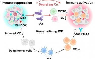 ACS Nano：仿生纳米载体可靶向清除瘤内具核梭杆菌以协同PD-L1阻断治疗乳腺癌